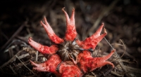 Eine solche Kreatur fand ein Wanderer in Australien bei einem Spaziergang durch die Wildnis. Das vermeintliche Tentakel-Alien konnte als Gewächs namens Aseroe rubra identifiziert werden.