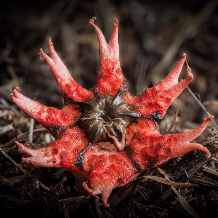 Müffelndes Alien mit Tentakeln? Was ist DAS für ein Gruselwesen?