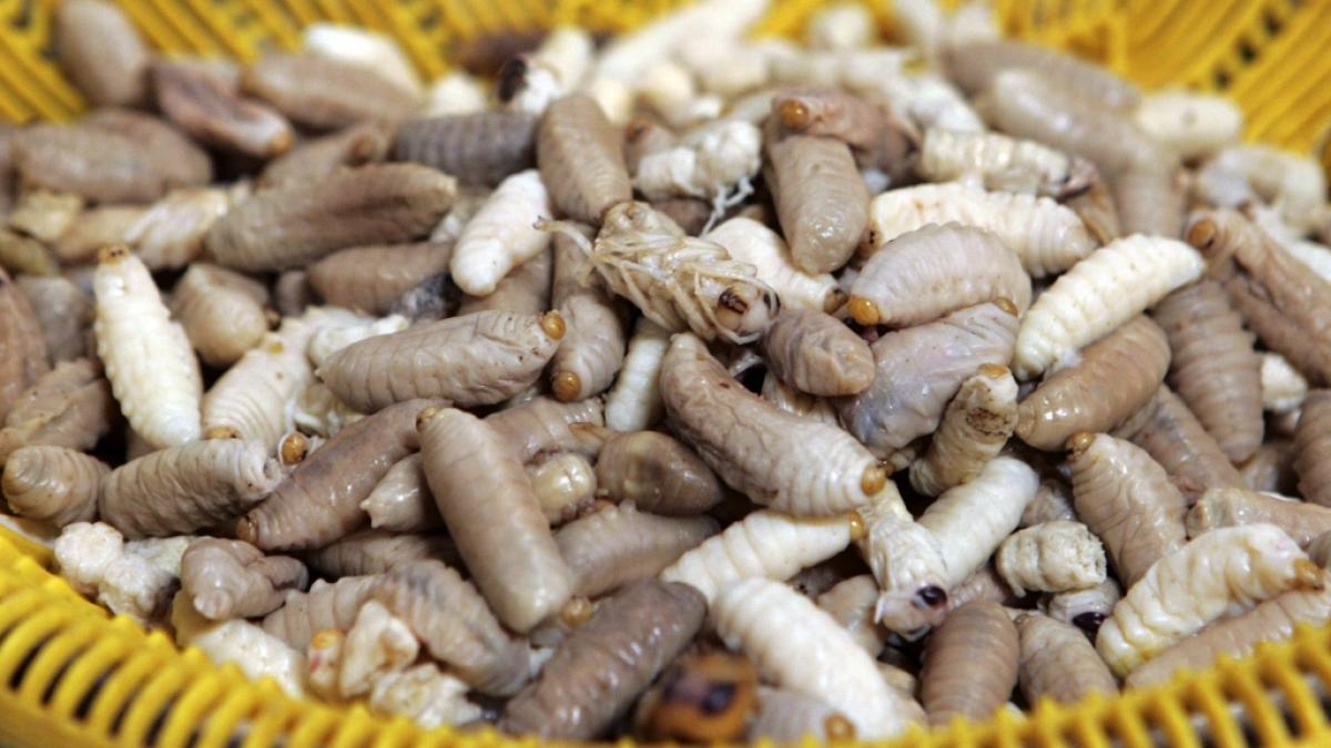 Eine Mandelentz&uuml;ndung hat sich als Wurmbefall herausgestellt. (Foto)
