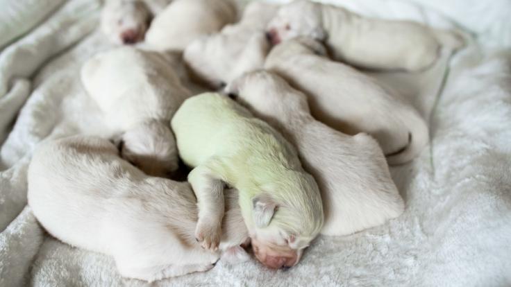 In Wermelskirchen im Rheinisch-Bergischen Kreis ist in einem Wurf weißer Golden-Retriever-Welpen ein mintgrüner Baby-Hund zur Welt gekommen, der auf den Namen