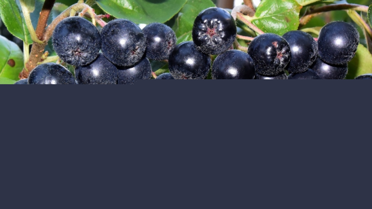 Neue Studie macht Hoffnung: Aroniabeerensaft soll Coronaviren abt&ouml;ten. (Foto)