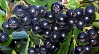 Neue Studie macht Hoffnung: Aroniabeerensaft soll Coronaviren abtöten.