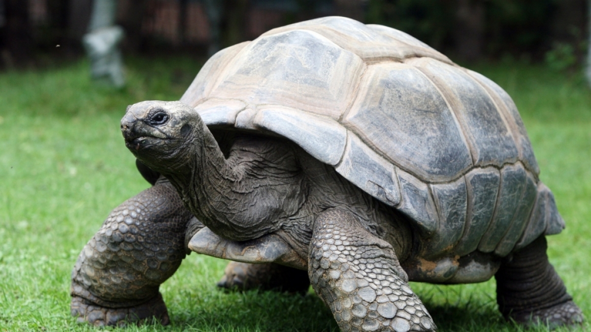 Als Riesenschildkröte Adwaitya um 1750 auf den Seychellen geboren wurde, spielte in Deutschland noch Friedrich der Große seine Flöte! (Foto)