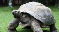 Als Riesenschildkröte Adwaitya um 1750 auf den Seychellen geboren wurde, spielte in Deutschland noch Friedrich der Große seine Flöte!
