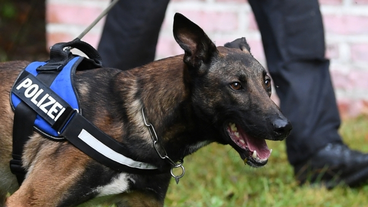 In einer Kaserne in Österreich wurde ein Hundeführer von zwei Belgischen Schäferhunden attackiert und zerfleischt (Symbolbild).
