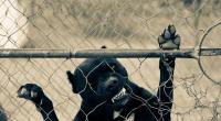Vier Pitbulls zerfetzten den Hundesitter.