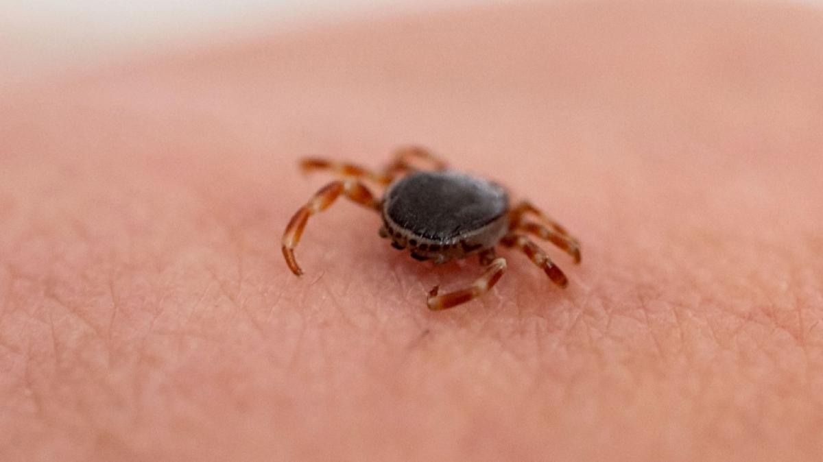 Hyalomma-Zecken breiten sich in Deutschland immer weiter aus. (Foto)