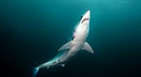 Ein trächtiges Mako-Haiweibchen trieb offenbar vor der Küste New Yorks sein Unwesen. (Symbolfoto)