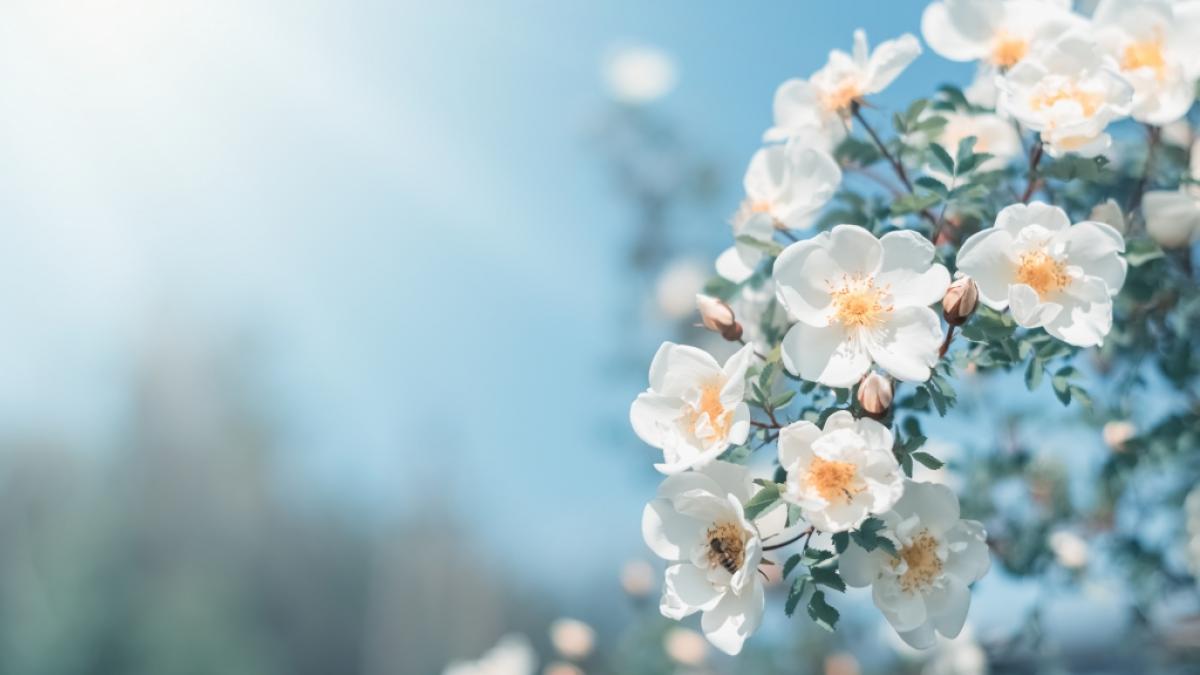 Der Fr&uuml;hling steht in Deutschland in den Startl&ouml;chern. (Foto)