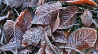 Ob der November wirklich grau und nass wird?