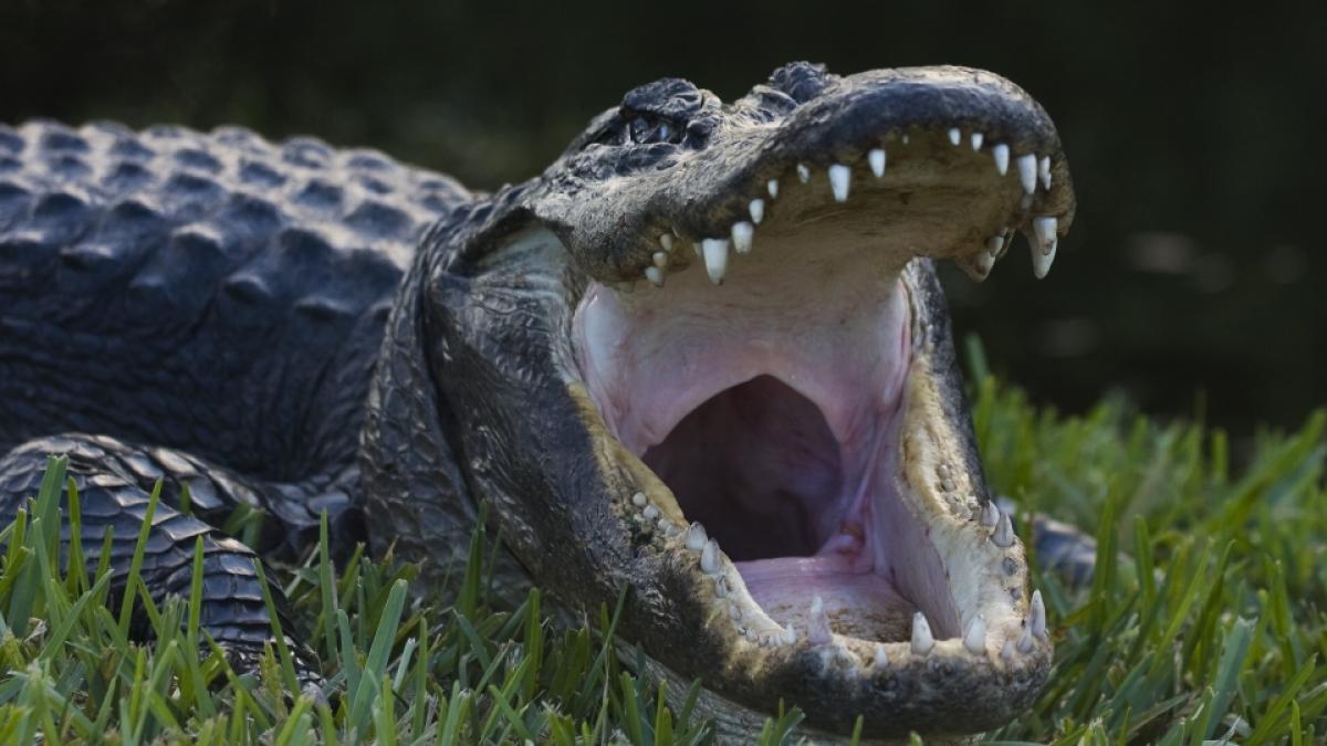 Ein J&auml;ger hat einen Mega-Alligator erlegt. (Foto)