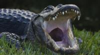 Ein Jäger hat einen Mega-Alligator erlegt.
