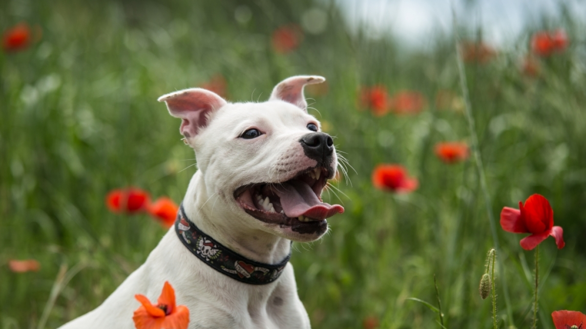Staffordshire Bullterrier Frank starb einen qualvollen Hunger-Tod. (Foto)