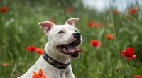 Staffordshire Bullterrier Frank starb einen qualvollen Hunger-Tod.