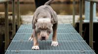 Im nordenglischen Huddersfield sind zwei Menschen bei einer Hunde-Attacke verletzt worden (Symbolfoto).