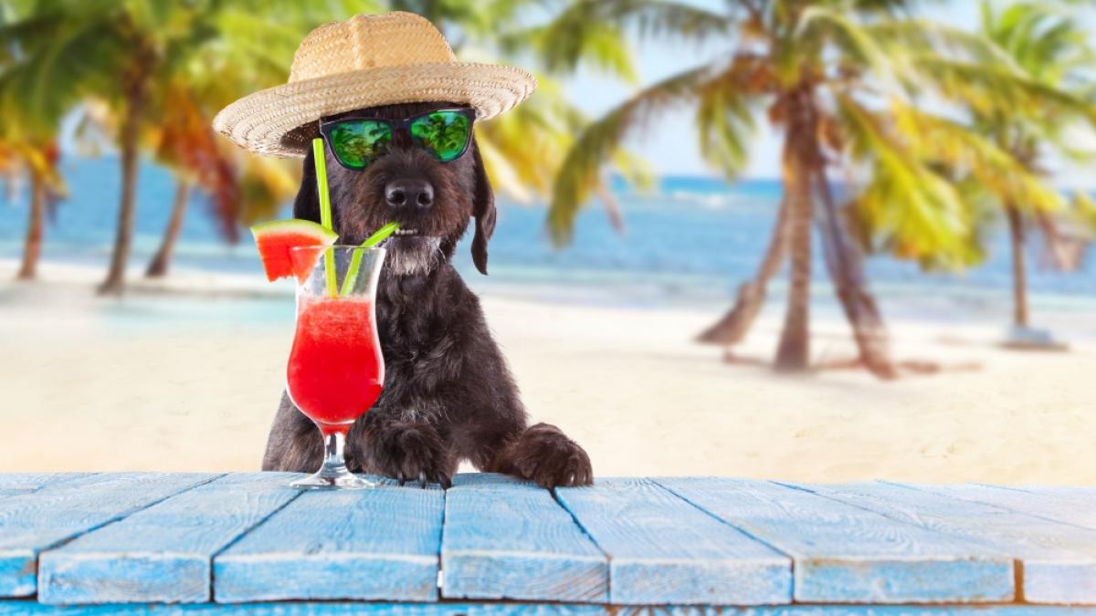 Fallen die Hundstage in diesem Jahr aus? (Foto)