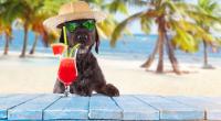 Fallen die Hundstage in diesem Jahr aus?