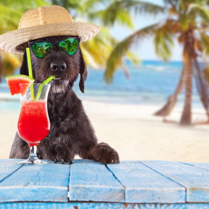 Hitze-Sommer oder Unwetter-Horror: Fallen die Hundstage ins Wasser?