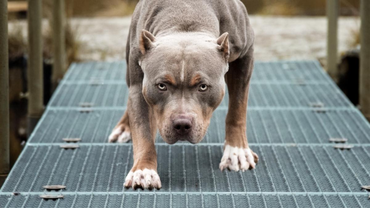 Ein Pitbull hat eine Frau zerfleischt. (Foto)