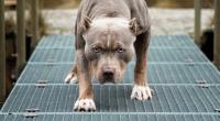 Ein Pitbull hat eine Frau zerfleischt.