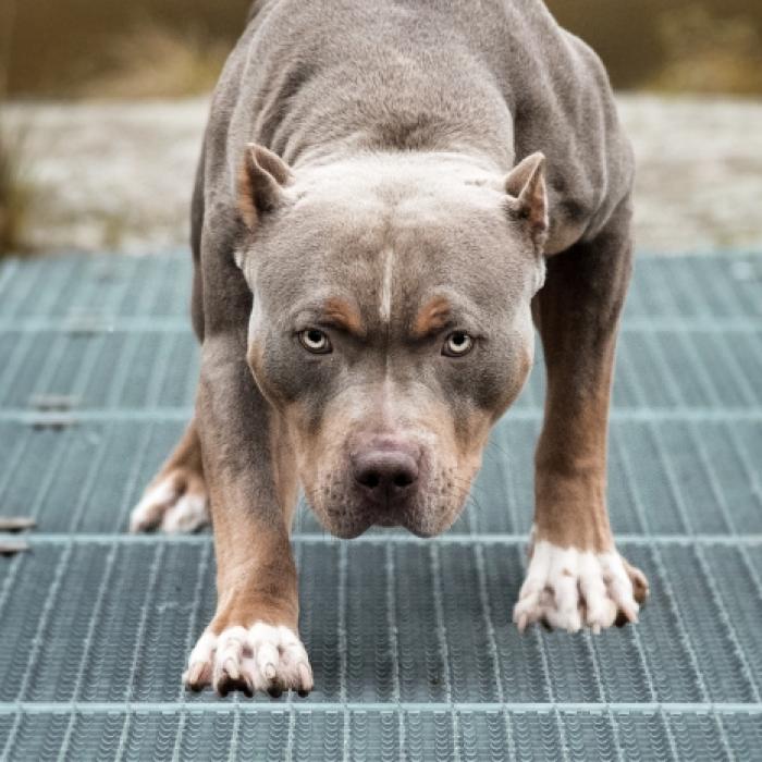 Vollkommen zerfleischt! Pitbull tötet Frau bei Horror-Attacke
