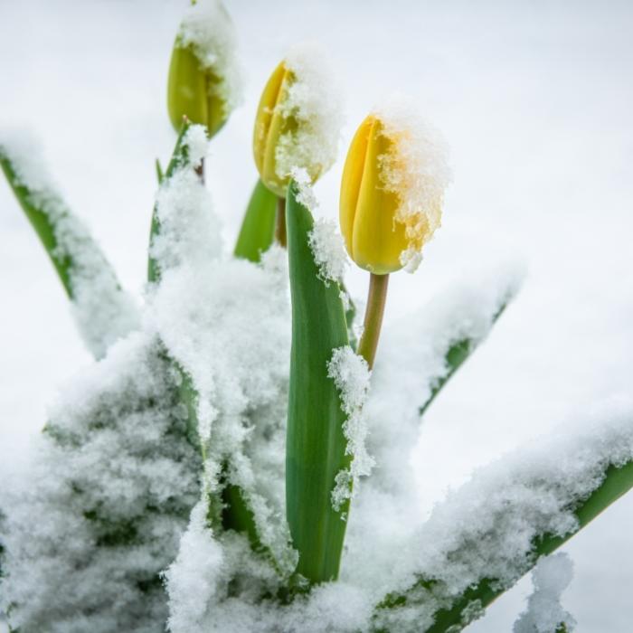 Schnee-Alarm zum Monatswechsel! Horror-Prognose für Wonnemonat