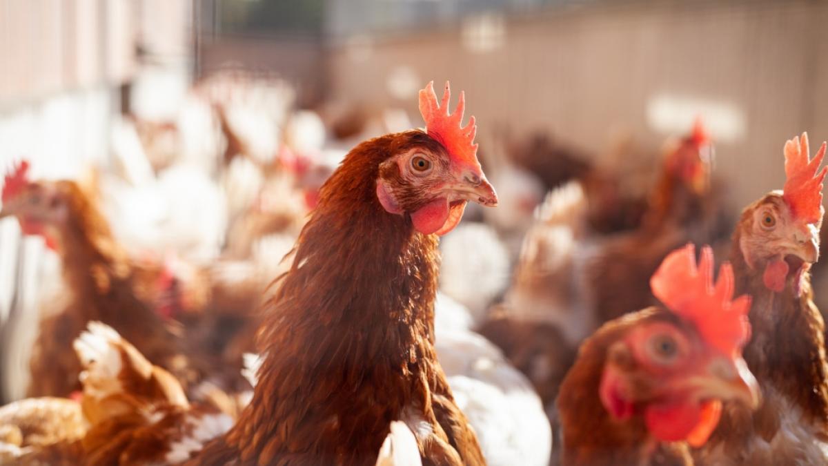 Eine Frau starb nach einer Infektion mit einem seltenen Vogelgrippe-Virusstamm. (Symbolfoto) (Foto)