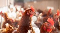 Eine Frau starb nach einer Infektion mit einem seltenen Vogelgrippe-Virusstamm. (Symbolfoto)