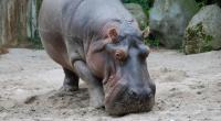 Das Flusspferd Maikel ist im Frankfurter Zoo gestorben.