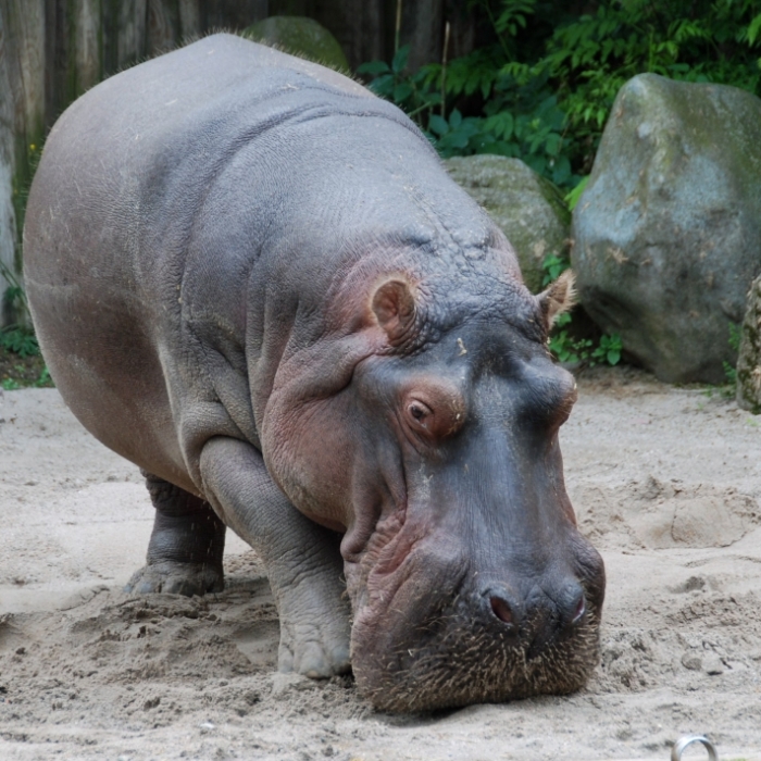 Besucher tötet Flusspferd im Zoo Frankfurt