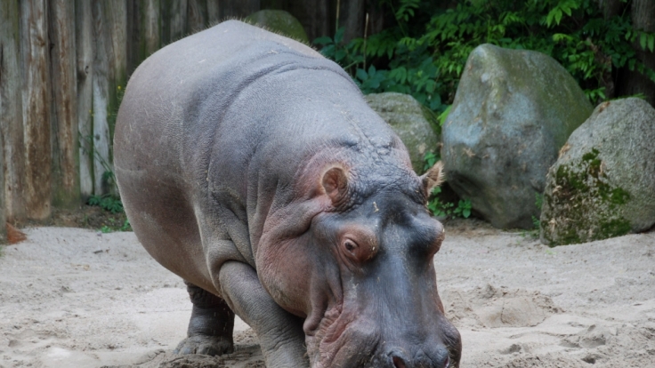 Das Flusspferd Maikel ist im Frankfurter Zoo gestorben.