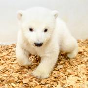 Der Baby-Eisbär im Berliner Tierpark hat einen Silberblick.