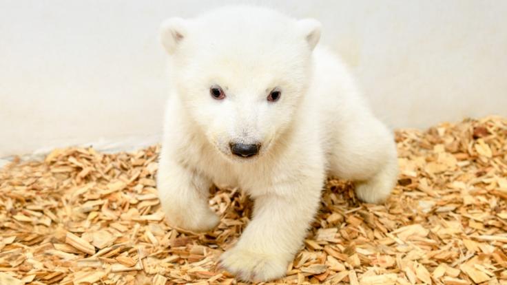 Der Baby-Eisbär im Berliner Tierpark hat einen Silberblick.