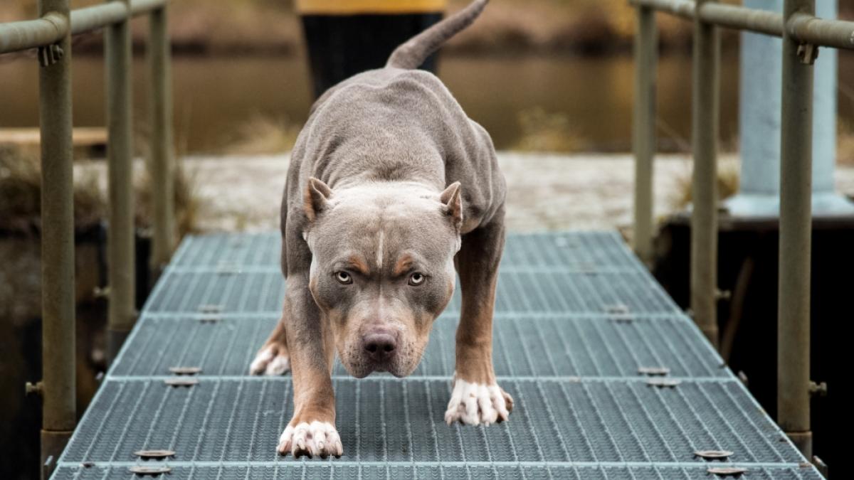 Ein Junge starb bei einer Hunde-Attacke in New Jersey. (Foto)