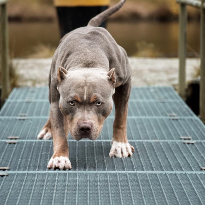 Junge (3) von Pitbulls des Nachbarn zerfleischt