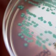 Eine Petrischale mit MRSA-Keimen (Methicillin-resistenten Staphylococcus aureus).