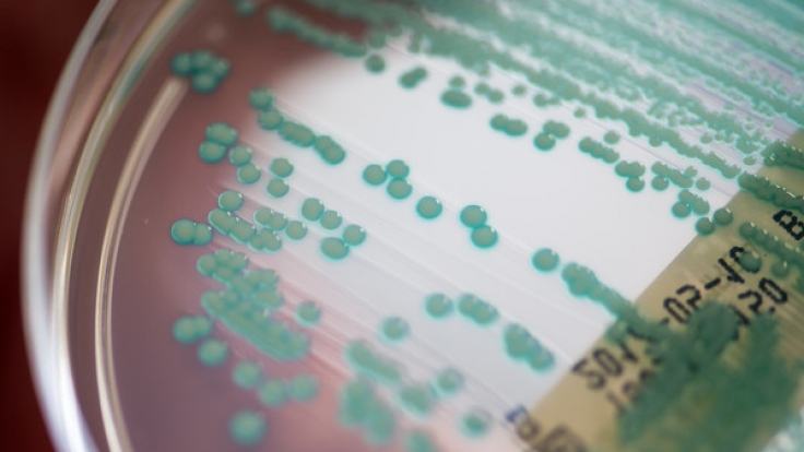 Eine Petrischale mit MRSA-Keimen (Methicillin-resistenten Staphylococcus aureus).