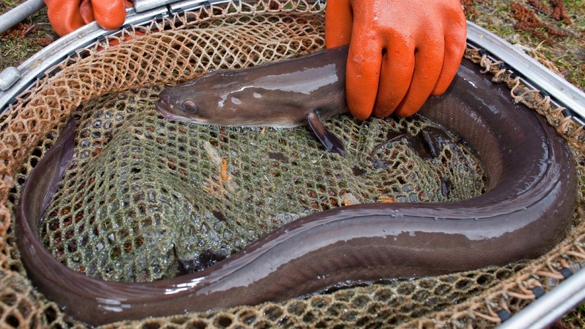 Mann f&uuml;hrt Fisch von hinten ein. (Symbolbild) (Foto)