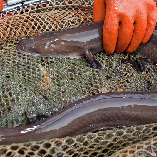 Lungenfisch anal eingeführt - Not-Operation!