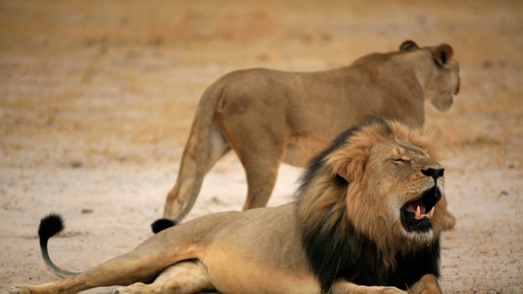Der Löwe Cecil vor seinem Tod durch den US-Zahnarzt Walter Palmer.