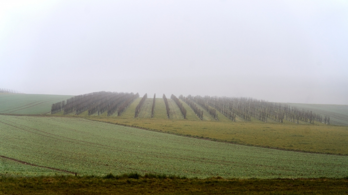 Der DWD warnt vor m&ouml;glichem Nebel (Symbolbild). (Foto)