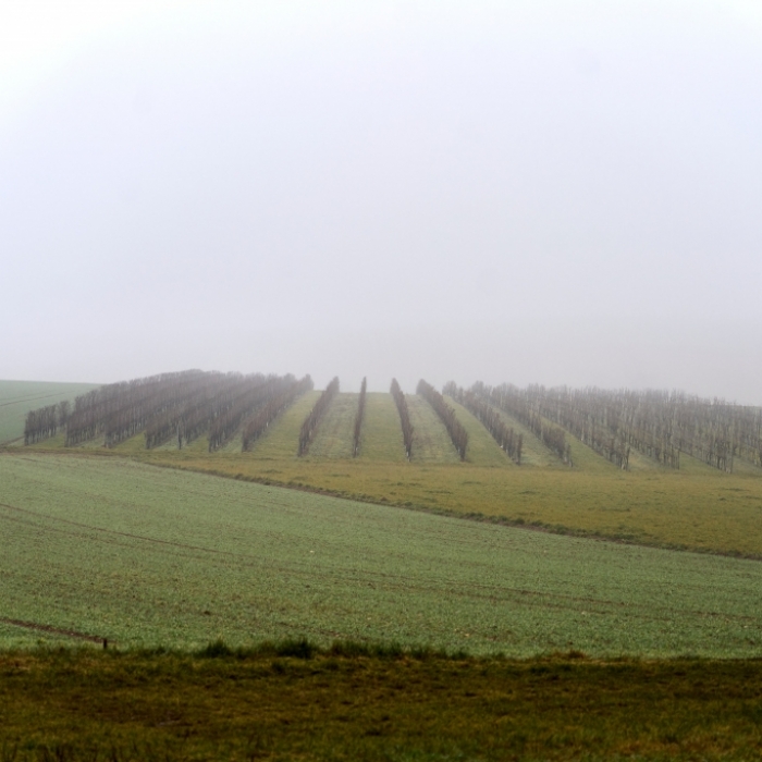 Der DWD warnt vor möglichem Nebel (Symbolbild).