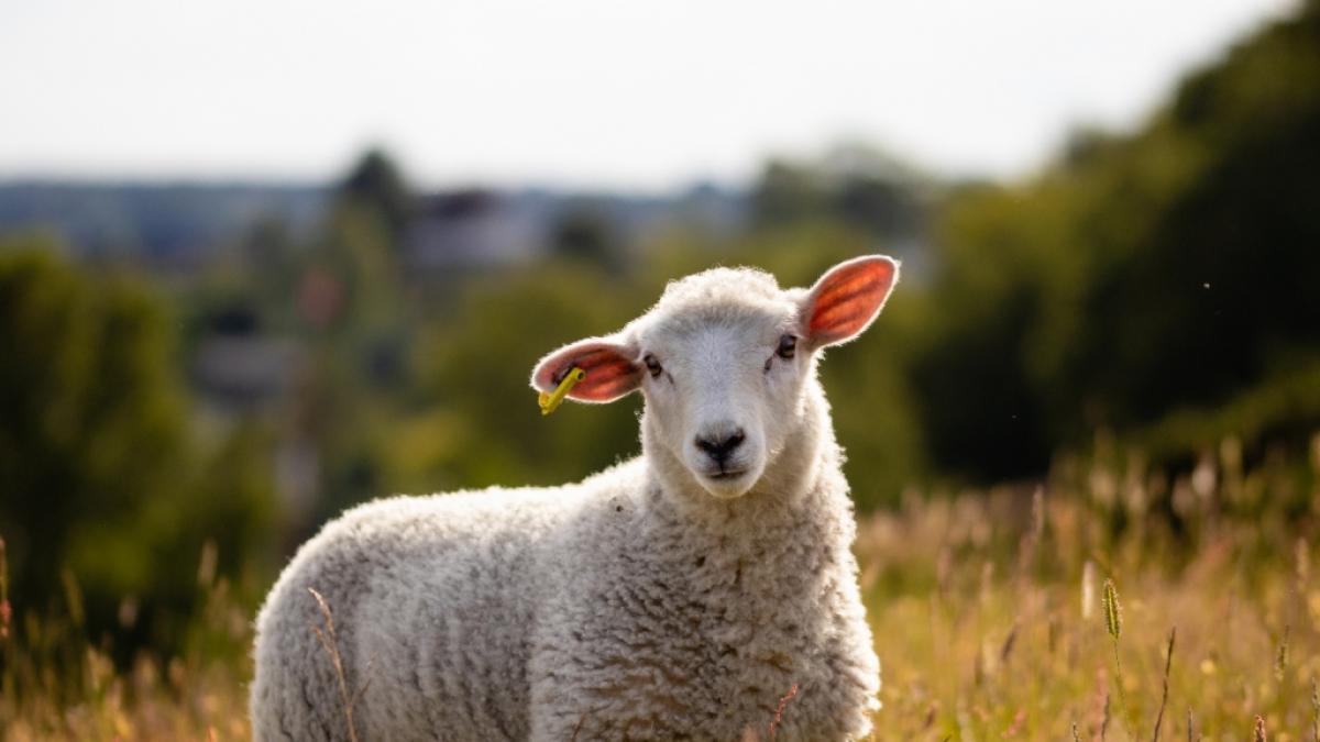 Im australischen Bundesstaat South Australia erobert ein f&uuml;nfbeiniges Mutanten-Schaf die Herzen. (Foto)
