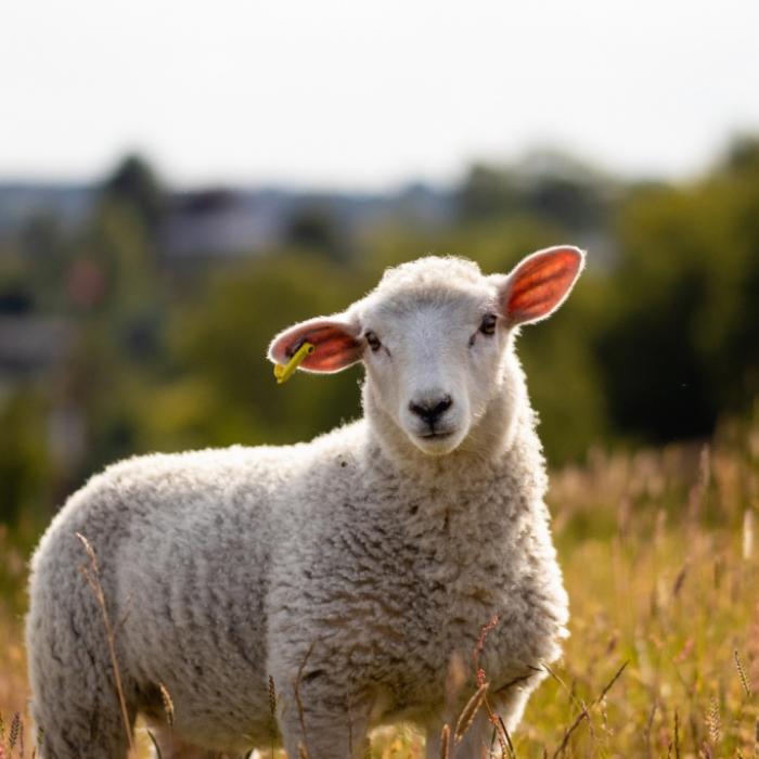 Bein wächst aus dem Kopf! Mutiertes Lamm mit fünf Beinen geboren
