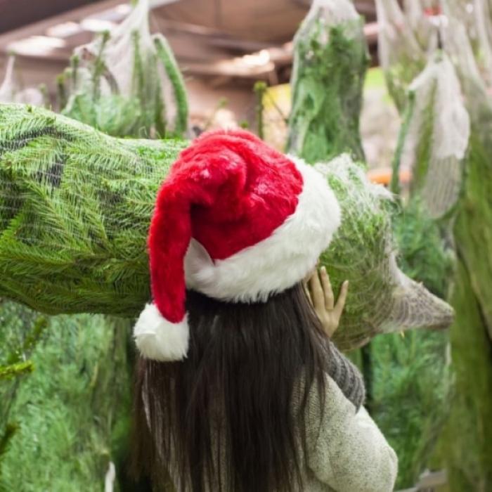 Vorsicht beim Kauf! Weihnachtsbäume können giftig sein / Trump gedemütigt! Er soll ersetzt werden / Weihnachtsgebäck in Gefahr
