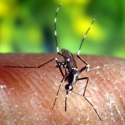 Gliedmaßen nach Insektenstich amputiert