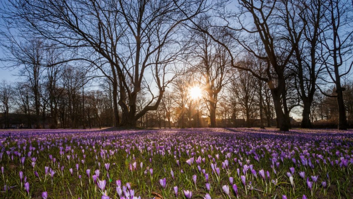 Der Fr&uuml;hlings startet ungew&ouml;hnlich mild und &auml;u&szlig;erst trocken. (Foto)