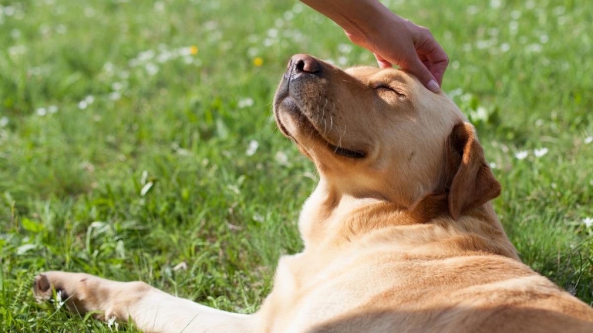 In Deutschland leben etwa 10 Millionen Hunde. (Foto)