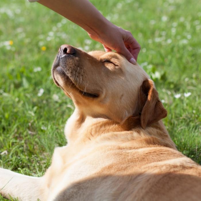 Hund beißt Mädchen an See bei Görlitz – schwere Verletzungen