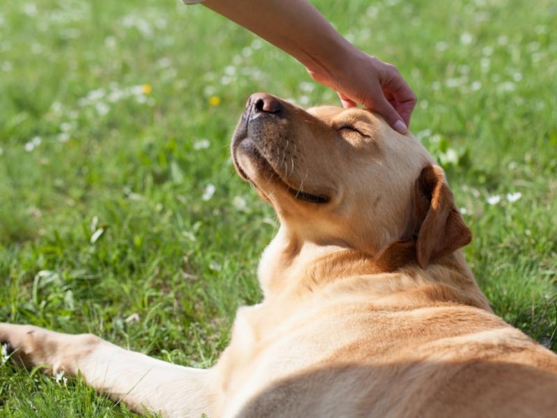 Beim Gassigehen verschwunden: Hund aus vier Meter tiefem Schacht gerettet